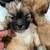 Shihtzu Puppies 12 thumbnail