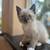 Kittens 4 thumbnail