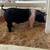 Show pigs/breeding stock 1 thumbnail