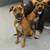 dogs looking for good homes 17 thumbnail
