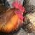 Fertilized chicken eggs 3 thumbnail