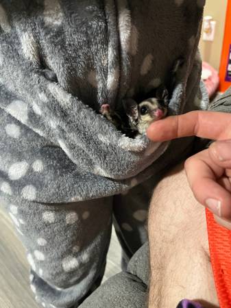 Sugar glider pair63864565704065121