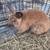 Rabbits 3 thumbnail