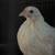 Chickens 1 thumbnail