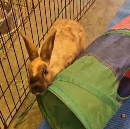 Volunteers needed Rabbit & Guinea Pig rescue (Oakland)63654744334467121