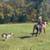 Black Gaited Gelding 8 YEAR OLD ❤️ Solid Trail Horse. 24 thumbnail
