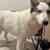 Female adult Husky 2 thumbnail