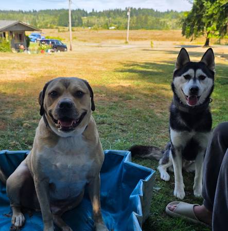 Need to Rehome Female Husky ASAP (Tumwater)63911483843715120