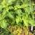 Mature GERANIUM HOUSEPLANTS - Easy Care Plants 8 thumbnail