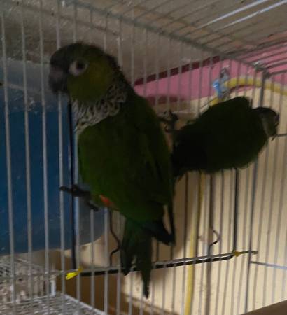 Conures63952158642691121