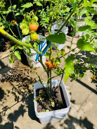 Tomato plant 1