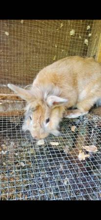 Rabbits - $0 (Boaz)63440276146945121