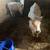 Beef calves 1 thumbnail