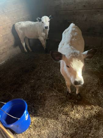 Beef calves 1