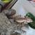 Leopard Gecko 2 thumbnail