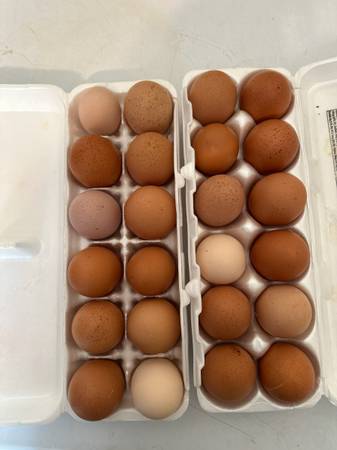 Farm fresh eggs 1