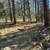 #31 Bunting Drive ~2.3Acres ~ Heavily Treed ~ Very buildable !! 5 thumbnail