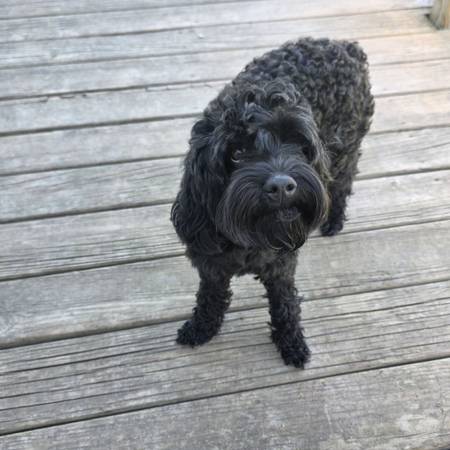 Mini cockapoo 1