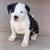 Pitbull puppies 1 thumbnail