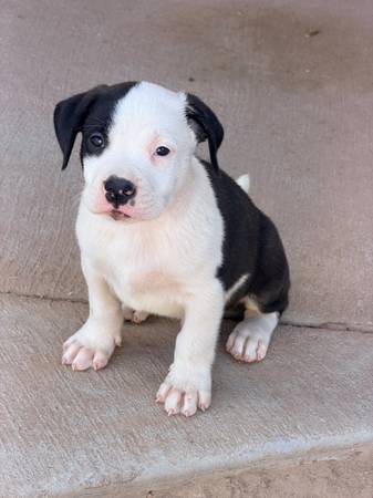 Pitbull puppies 1