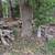 Firewood 3 thumbnail