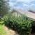 🍃SUMMER LAWN CARE-OVERGROWN YARDS/CLEAN UPS-♻️JUNK & DEBRIS REMOVAL 5 thumbnail