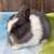 Bunnies 5 thumbnail