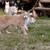 Cats Need a New Home 1 thumbnail