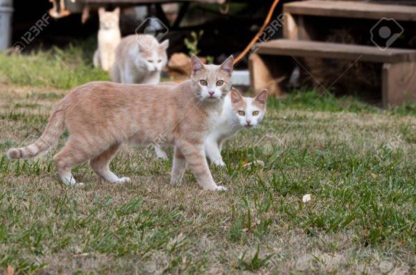 Cats Need a New Home 1