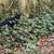 Kittens 8 thumbnail