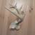 White Tail Deer Antlers 2 thumbnail