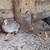 Button quail 3 thumbnail