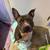 American Bully 5 thumbnail
