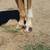 Farrier Service 7 thumbnail