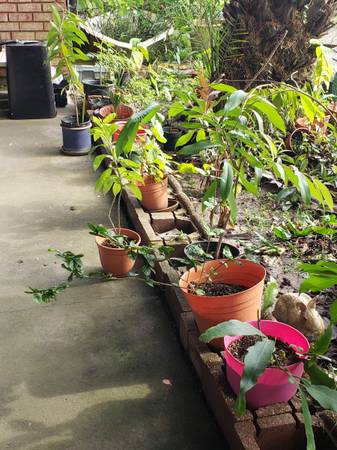 Retaired old man need help in gardening 1