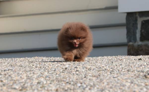 Cachorro de Pomerania (Greenwich, CT)63690136295427121