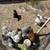 Silkies 3 thumbnail