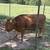 Two Dexter Heifers 3 thumbnail