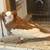 online pigeons for sale !!! 5 thumbnail