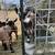 Goats 4 thumbnail