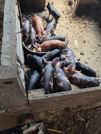 Berkshire piglets 1