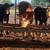 Beef heifers 13 thumbnail