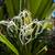 Giant Crinum Lily / Giant Spider Lily 2 thumbnail