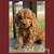 Goldendoodle 2 thumbnail