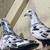 Pigeons 3 thumbnail