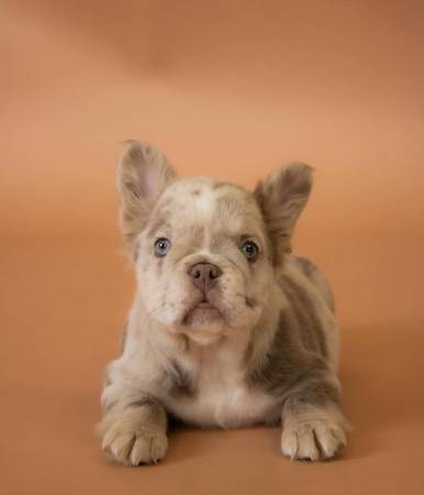 Frenchies available63736084891907122