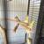 Cockatiel couples 5 thumbnail