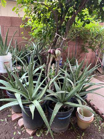Huge Collection Agave Plants Elephant Food Moss Rose 1