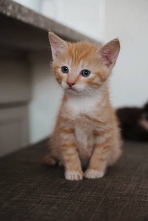 Kitten 1
