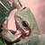 Whites Tree Frog Babies 5 thumbnail